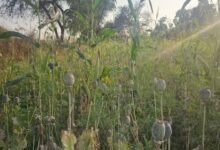 दुर्ग में भाजपा नेता के खेत में अफीम की खेती पकड़ी गई, पार्टी ने नेता विनायक ताम्रकर को किया निलंबित 13 IMG 20260307 121547