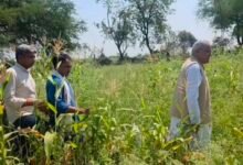 दुर्ग में भाजपा नेता के खेत में अफीम की खेती, पूर्व CM भूपेश बघेल ने पूछा - क्या यह प्रोजेक्ट भाजपा किसान मोर्चा का है या फिर सरकार में बैठे मंत्रियों का? 9 IMG 20260307 140741