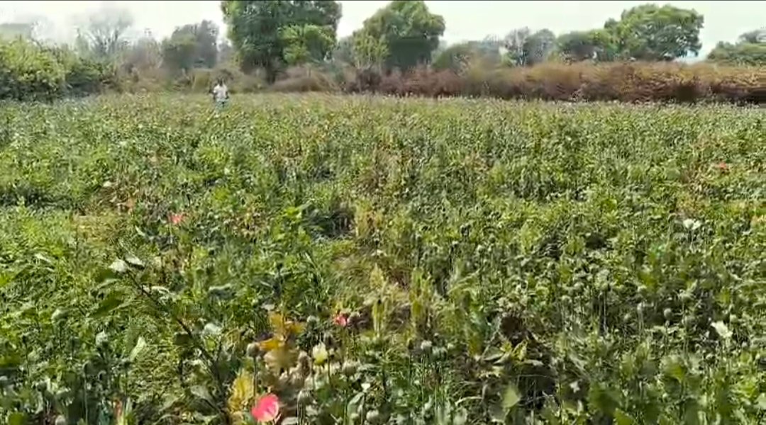 रायगढ़ में डेढ़ एकड़ अफीम की खेती पकड़ी गई, 15 दिनों में चौथा मामला 1 IMG 20260321 085748