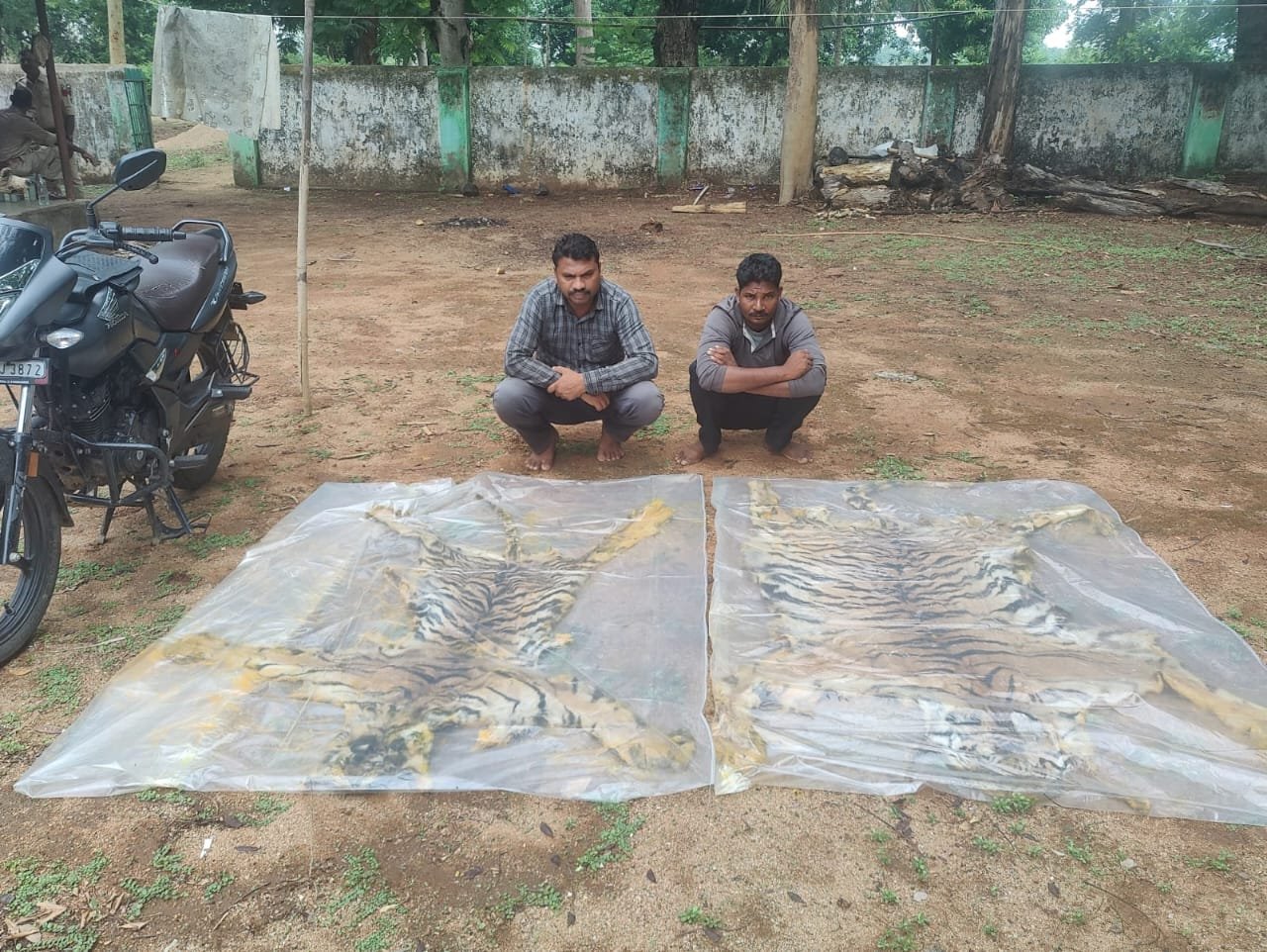 छत्तीसगढ़ में बाघों की सुरक्षा पर सख्ती, दो बाघों की खाल के साथ दो अंतरराज्यीय तस्कर गिरफ्तार: केदार कश्यप 1 IMG 20260701 WA0004