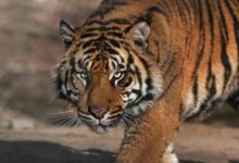 tiger