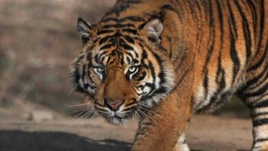 tiger