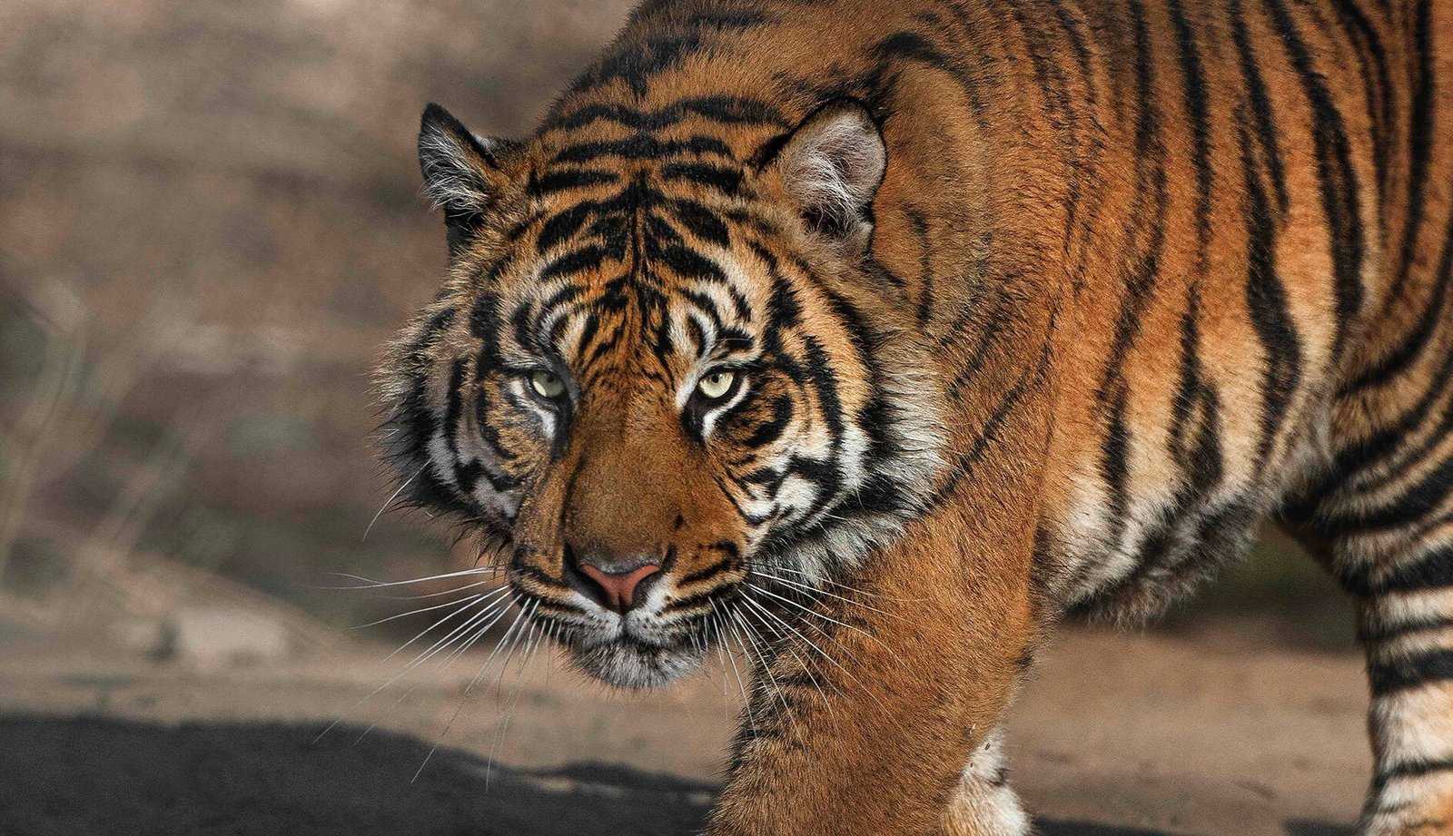 tiger